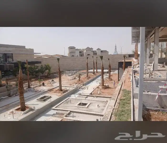 نخيل واشنطني زينه بسعار مناسبه 41