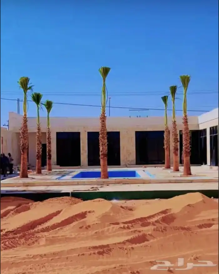 نخيل واشنطني زينه بسعار مناسبه 4