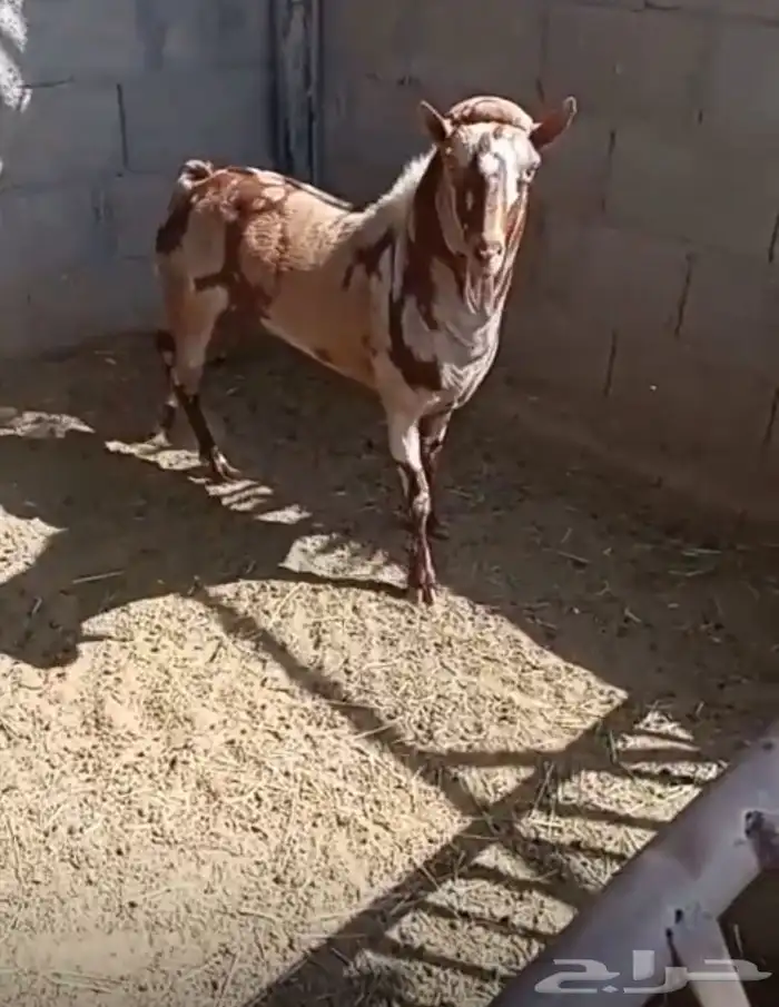 تيس عماني للبيع السن تام الموقع الريحان بالخرج 0