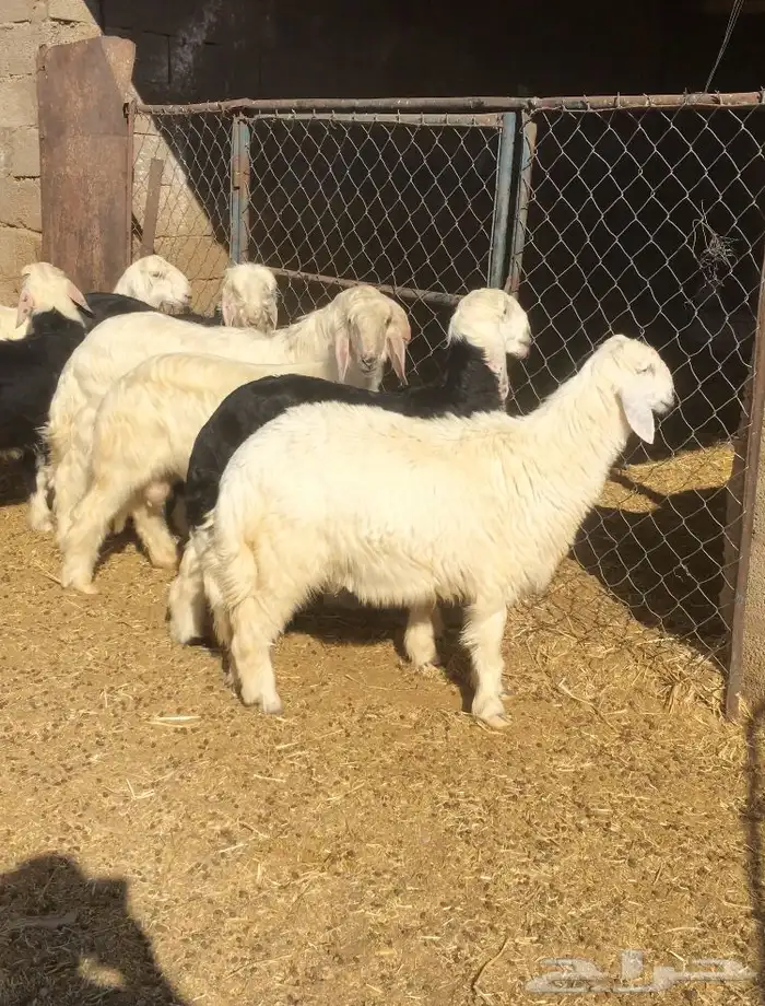 طليان نجد طيبه 0