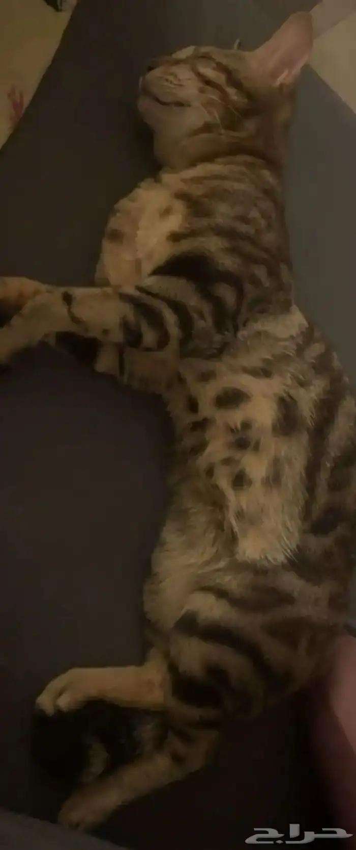 قط ضائع مكافأه لمن يجده 3