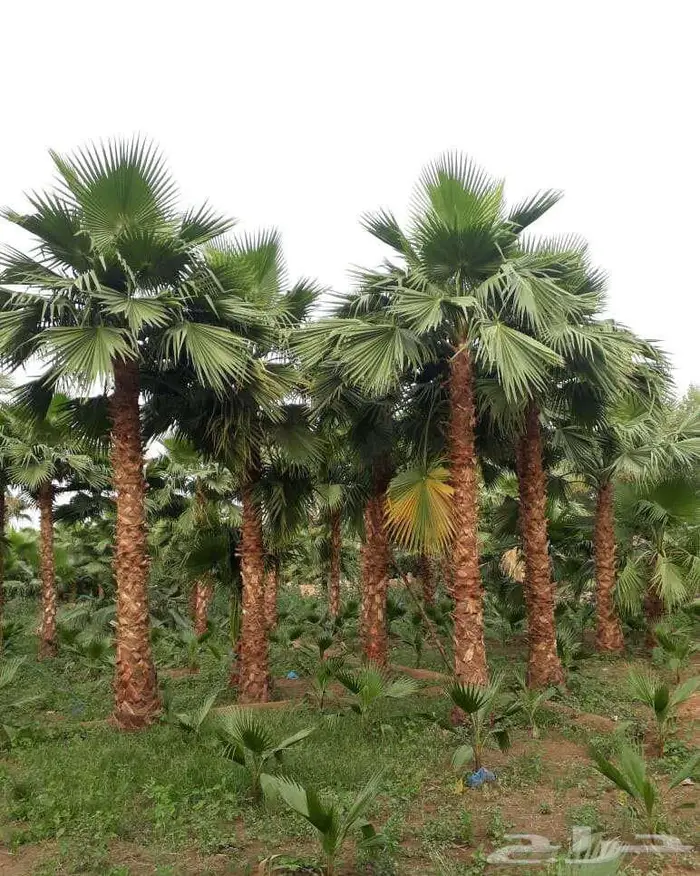 نخل واشنطونياء واشنطونيا 8