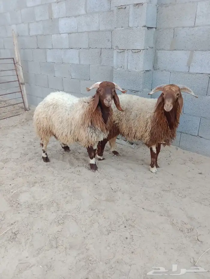 جذعان فلل الفل 2