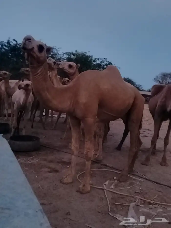 جمل ارك فحل للبيع 1