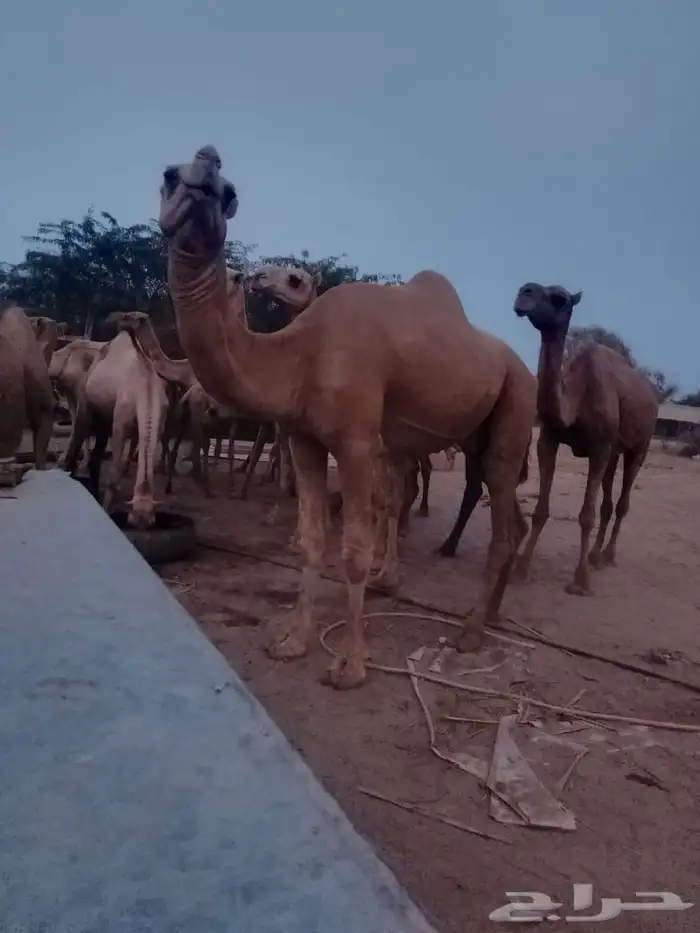 جمل ارك فحل للبيع 0