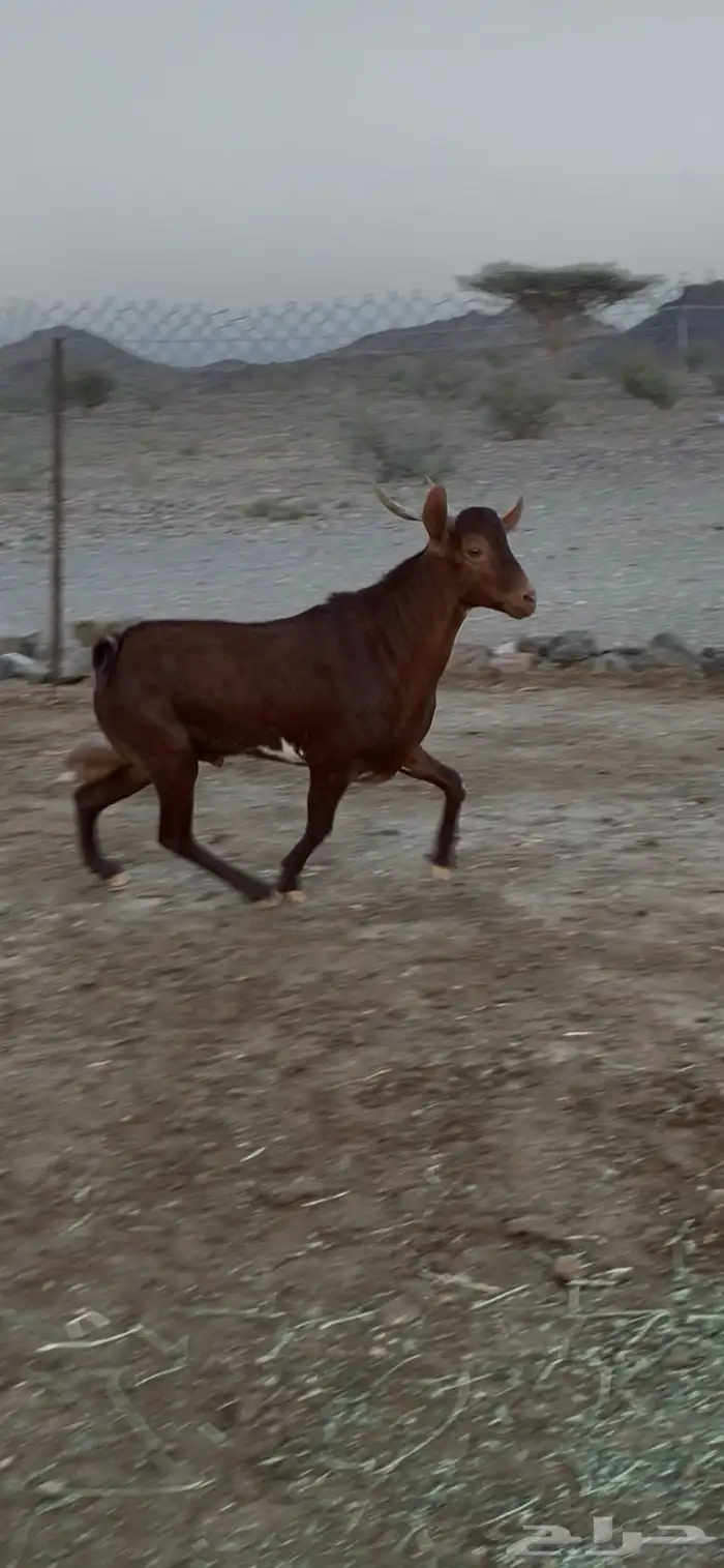 تيس فحل جنوبي من حلال الصايل 1