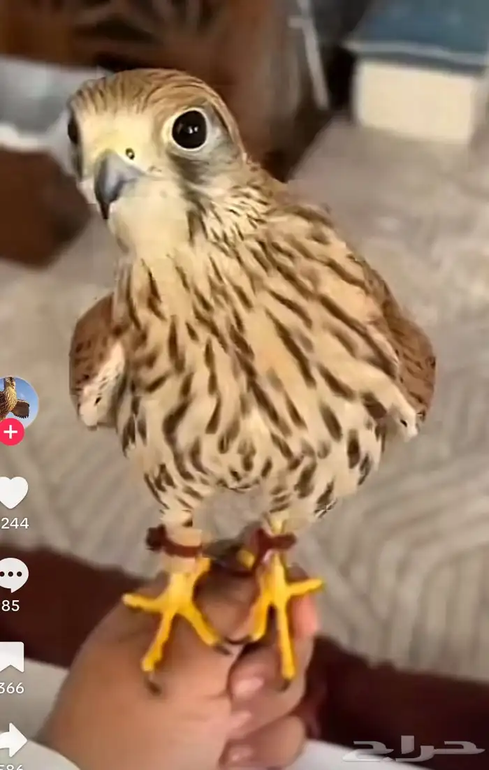 مطلوب طيب بأشق او شبوط الزلفي او توصيل الزلفي بسرعههه 0