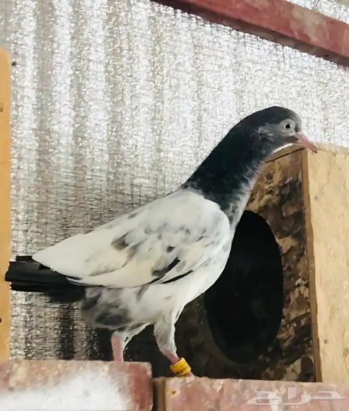 تم البيع طبة بغلا تيدي 4