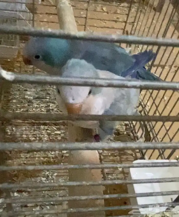 جوز كويكر الراهب 1
