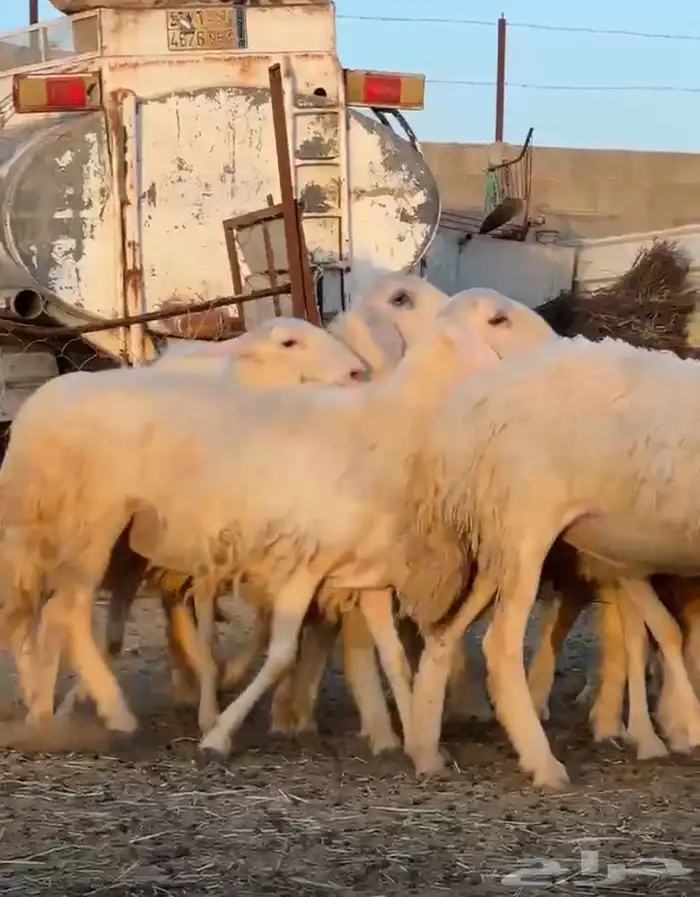 رخال برص 1