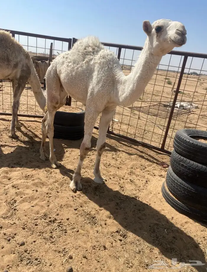 للبيع قعدان 2 1