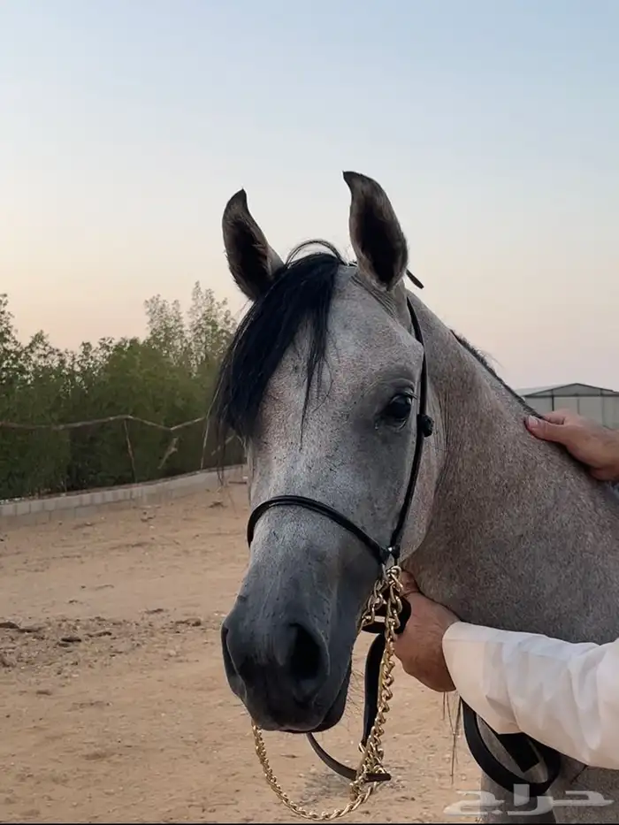 فرس بنت هلال النقيب ومهرة بنت بديع الناصر 0