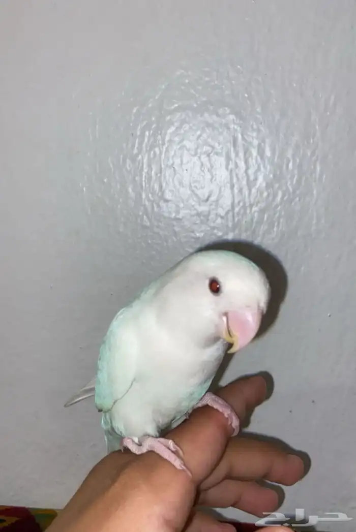 ببغاء 1