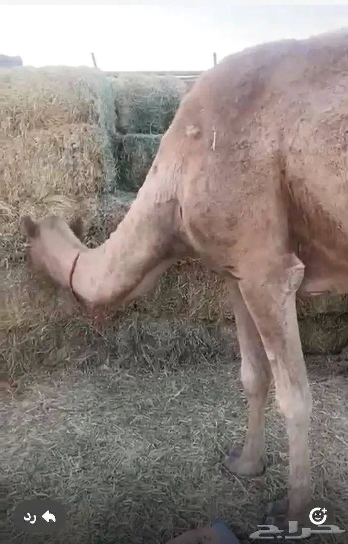 ناقه 0