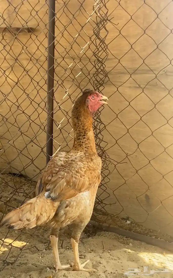 دجاج بكستاني 1