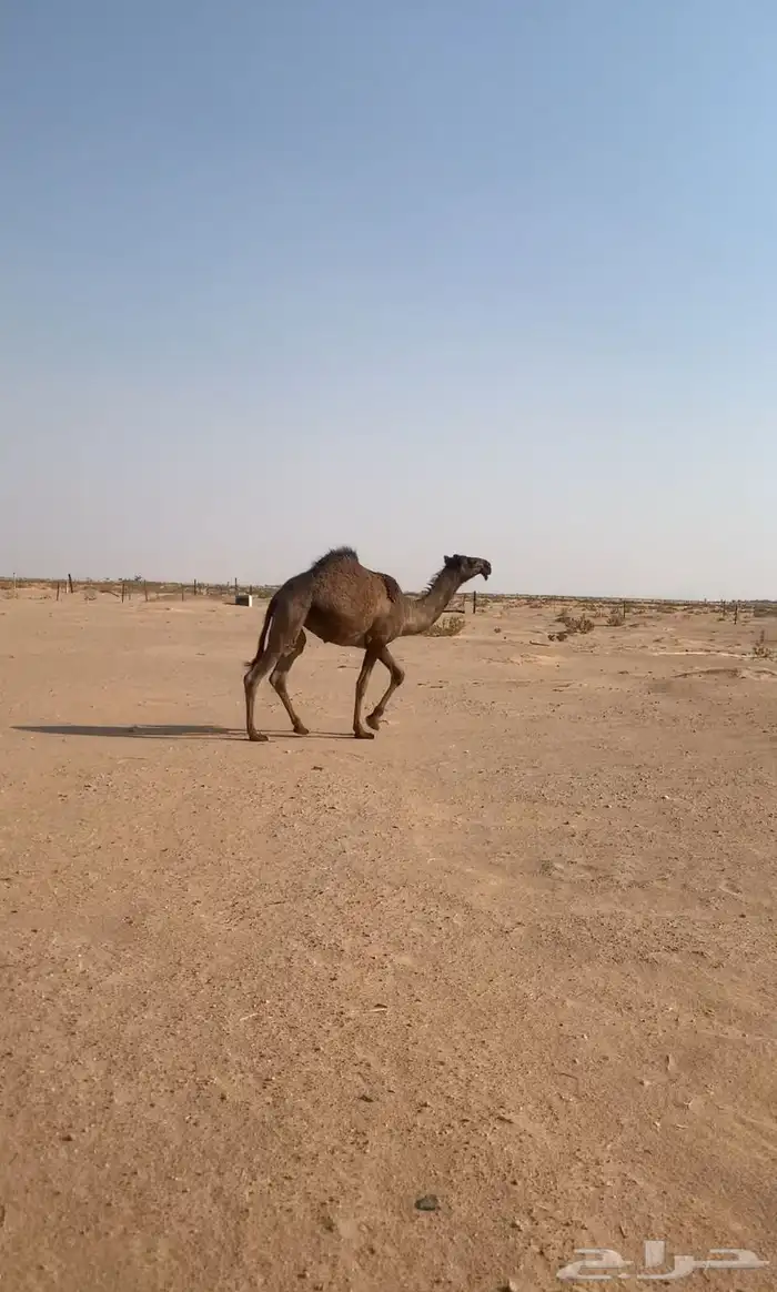 بكرة مفروده صفرا 0