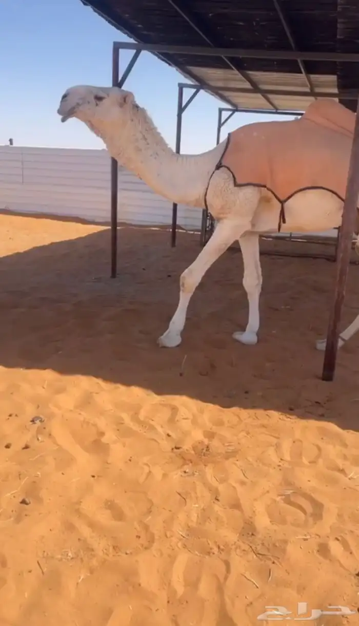 للبيع البعير الاوضح 1