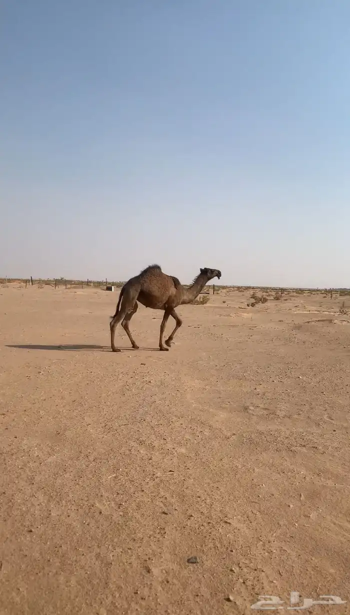 بكرة مفروده صفرا 2
