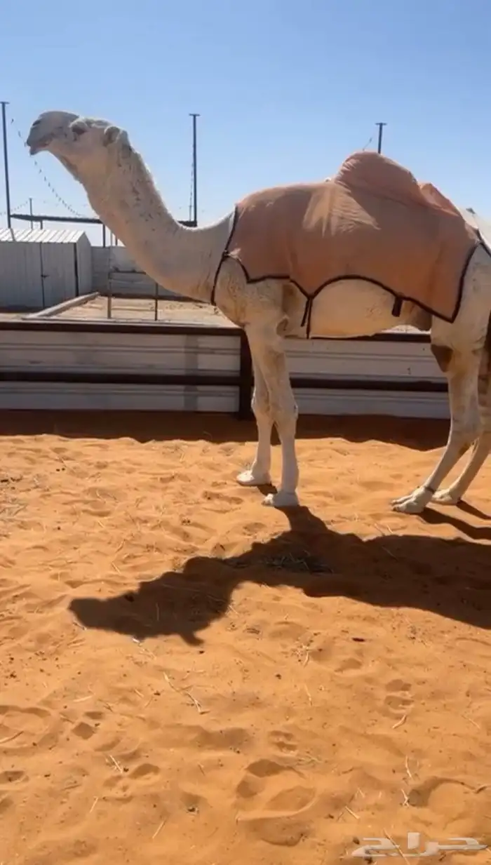 للبيع البعير الاوضح 0