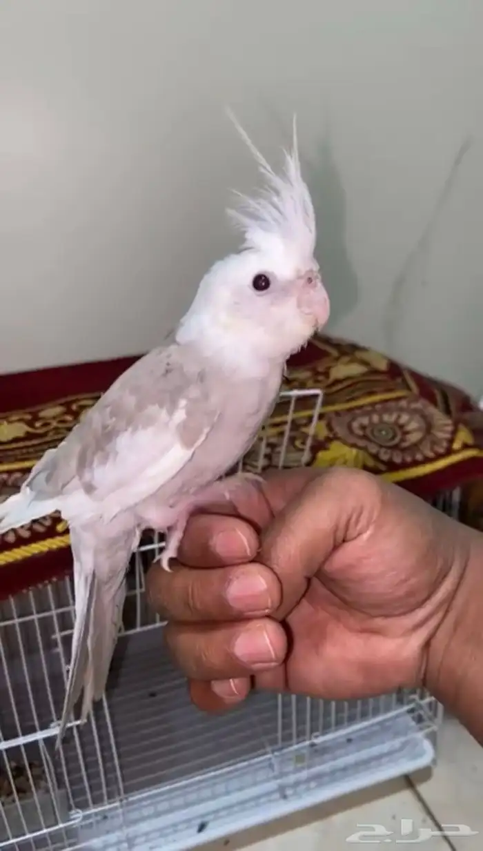 عرض كروان هولندي 0