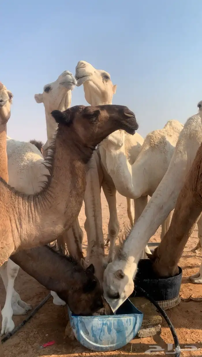 بكرة مفروده صفرا 1
