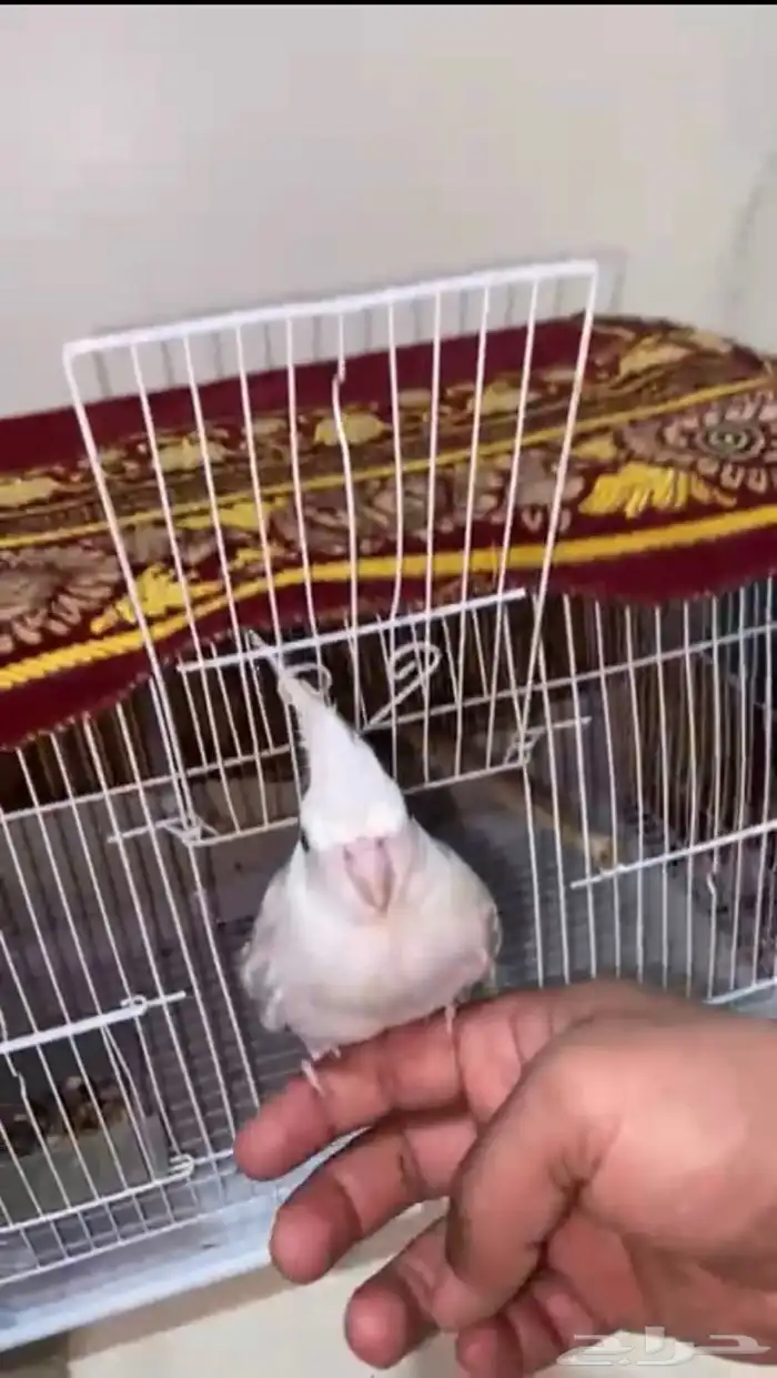 عرض كروان هولندي 1