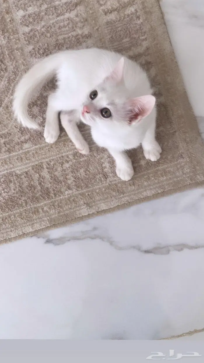 كيتن شيرازي للبيع 2