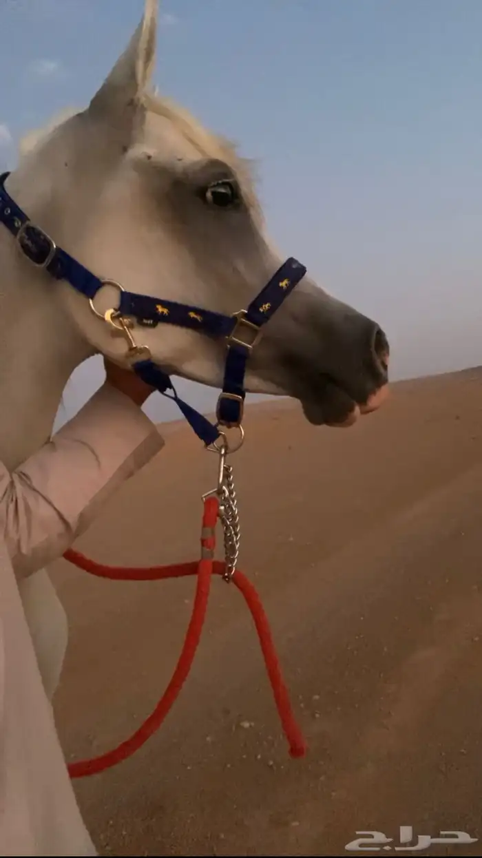 فرس بنت هلال النقيب ومهرة بنت بديع الناصر 6