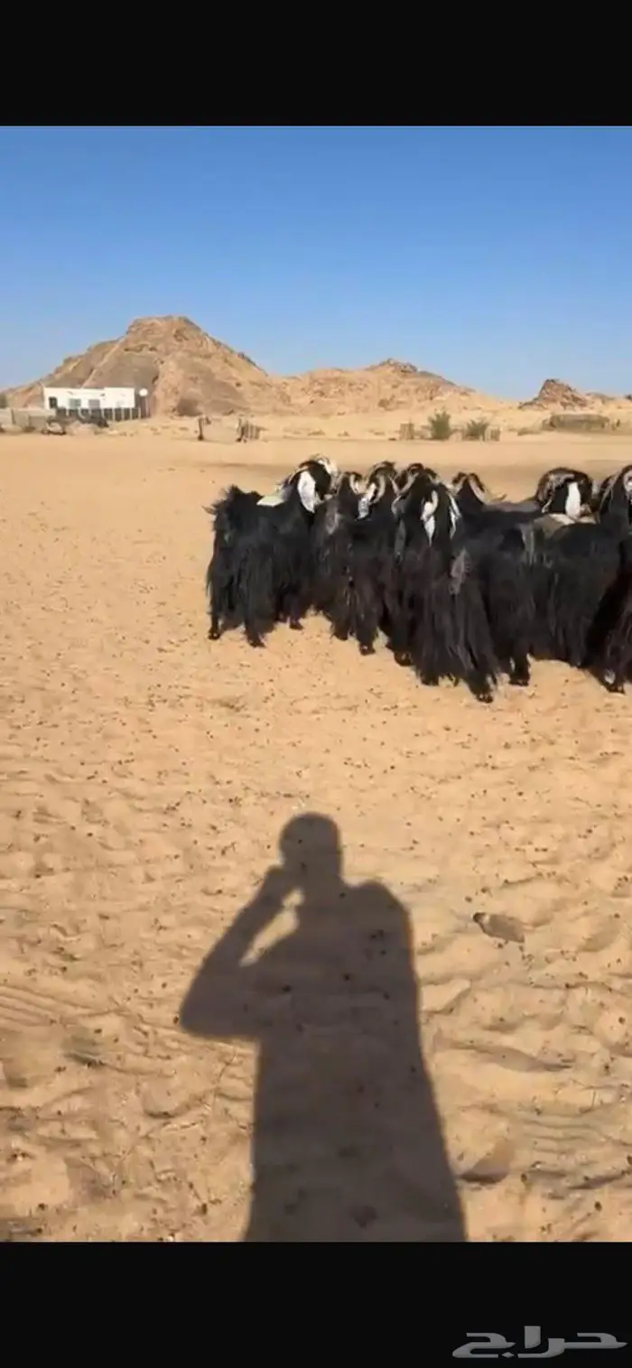 معزا عوارض كفو مراح واحد جرم وشعره ودفيع 2