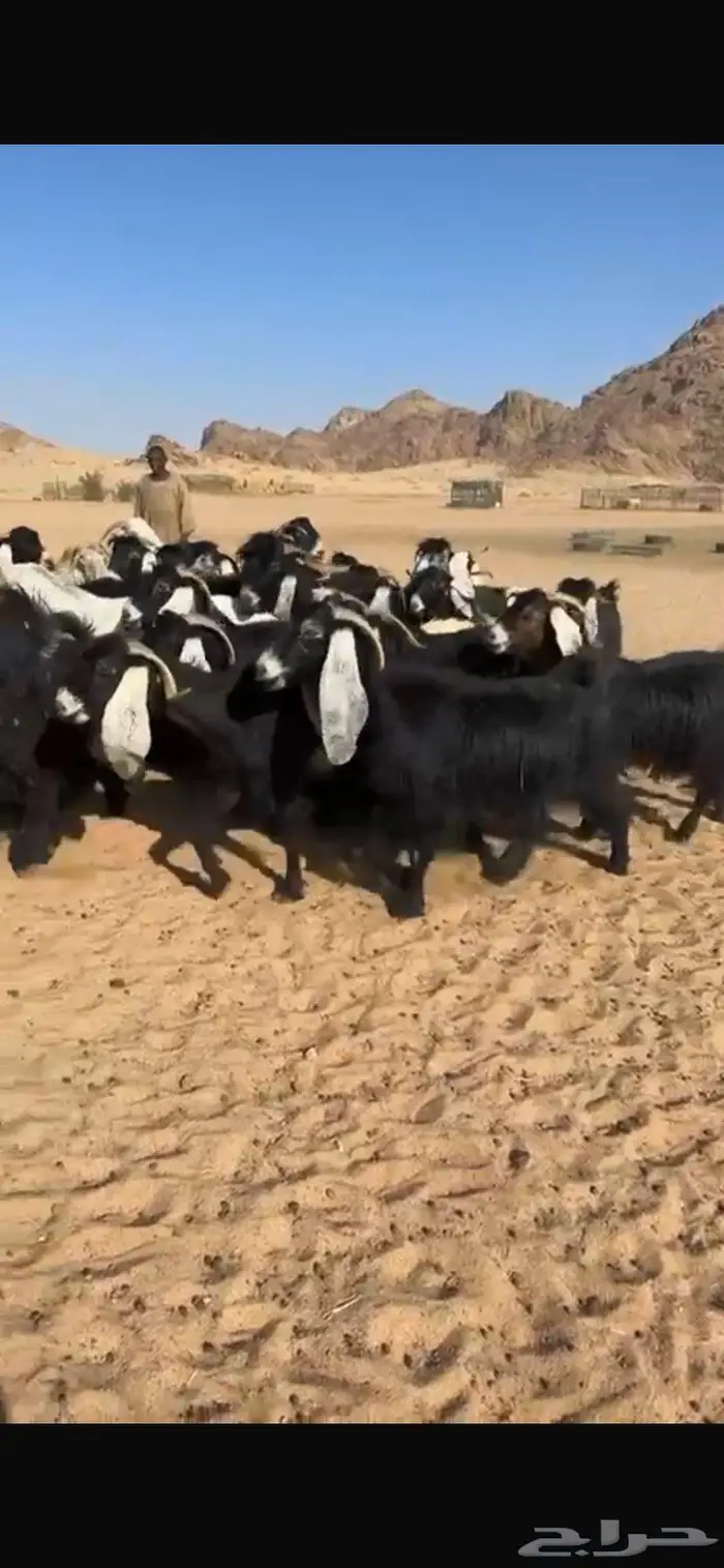 معزا عوارض كفو مراح واحد جرم وشعره ودفيع 3