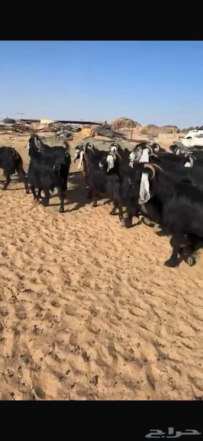 معزا عوارض كفو مراح واحد جرم وشعره ودفيع 5