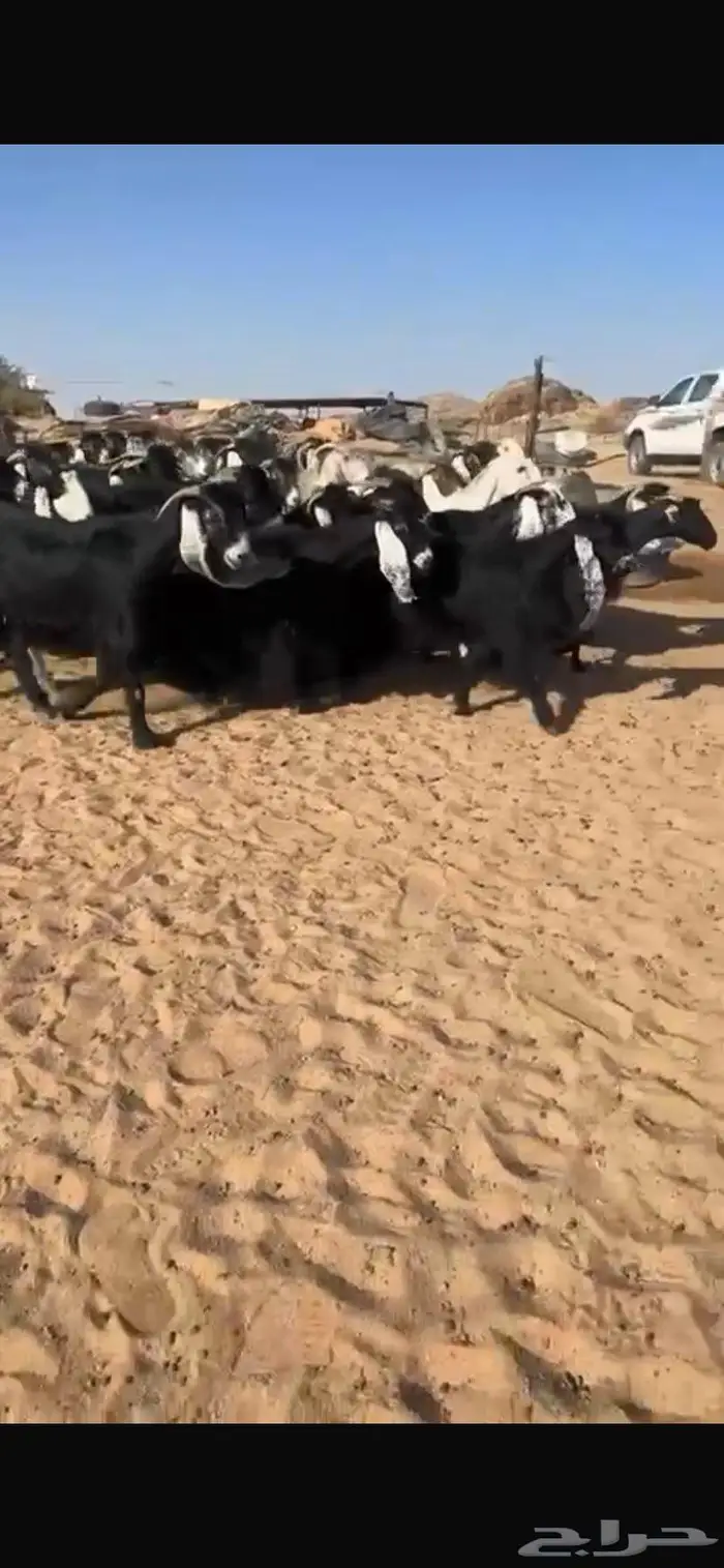 معزا عوارض كفو مراح واحد جرم وشعره ودفيع 0