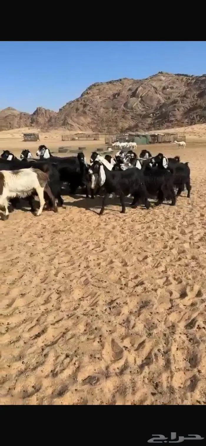 معزا عوارض كفو مراح واحد جرم وشعره ودفيع 4