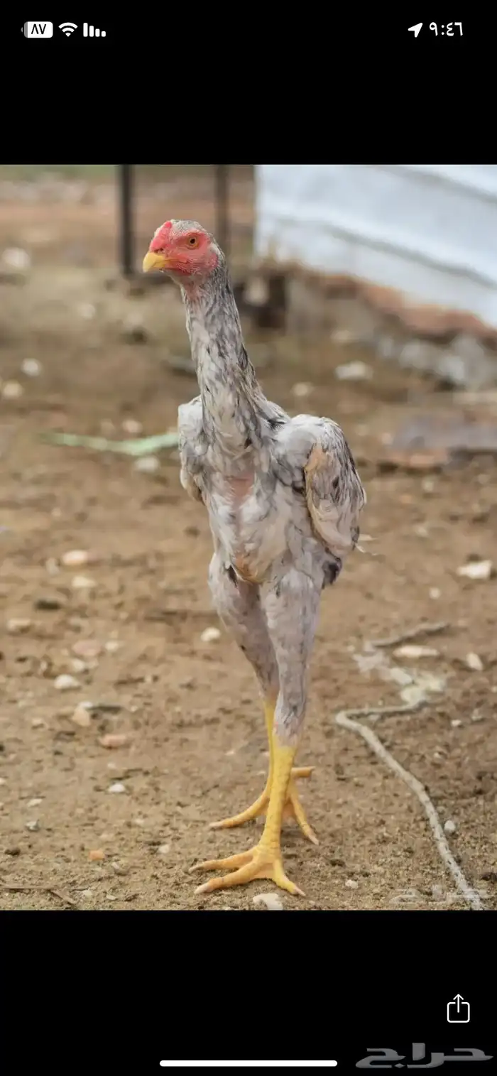 ديك شامو للبيع 5