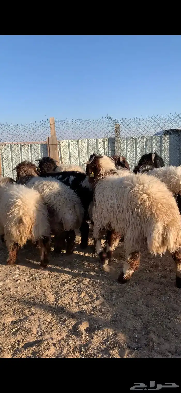 خرفان للبيع 1