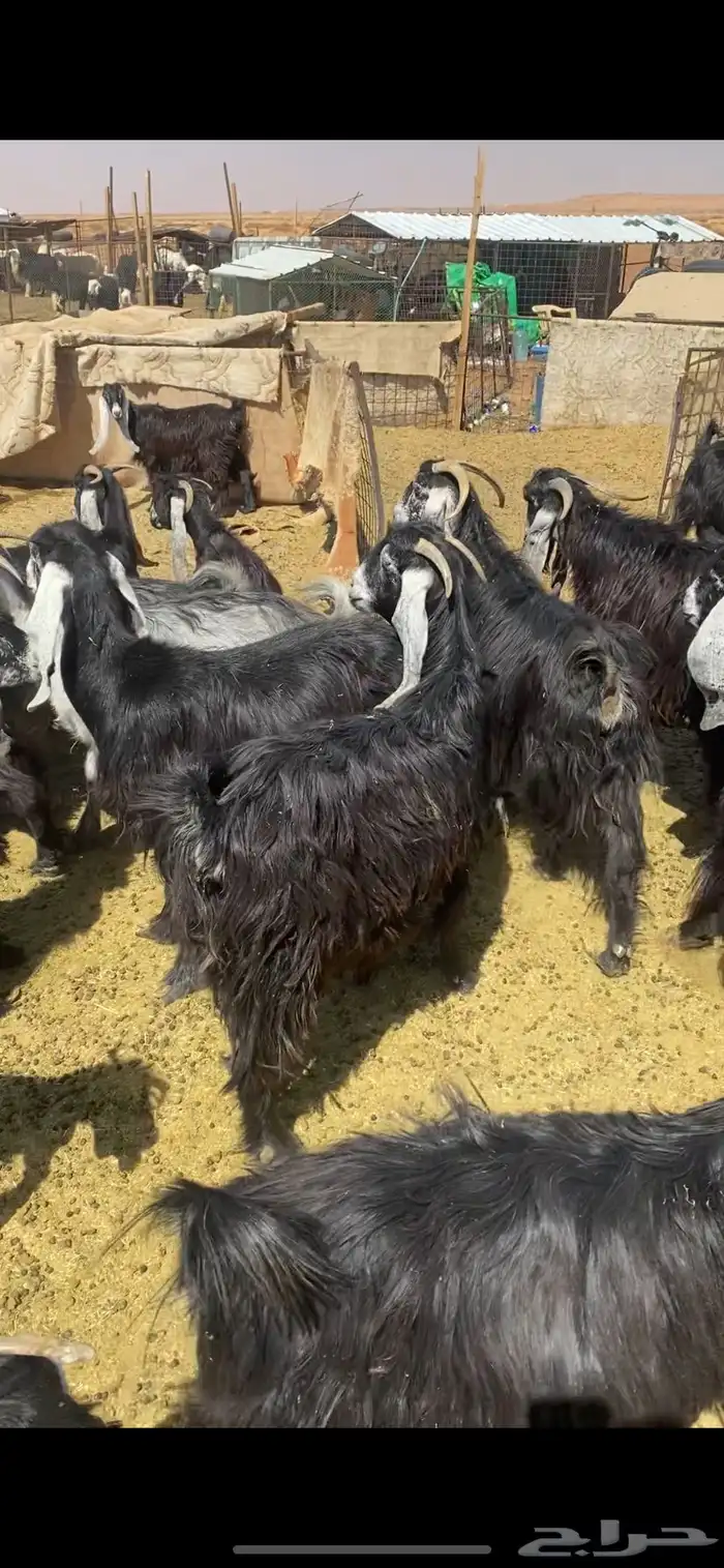 معزه للبيع 4
