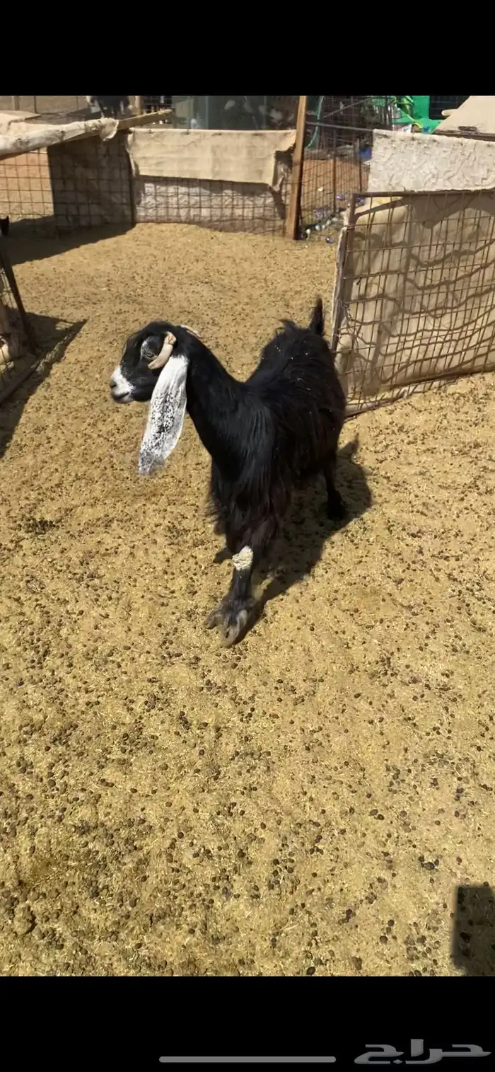 معزه للبيع 0