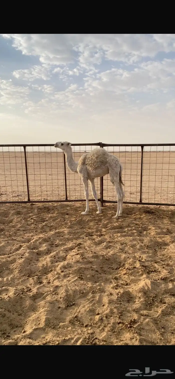 قعود 0