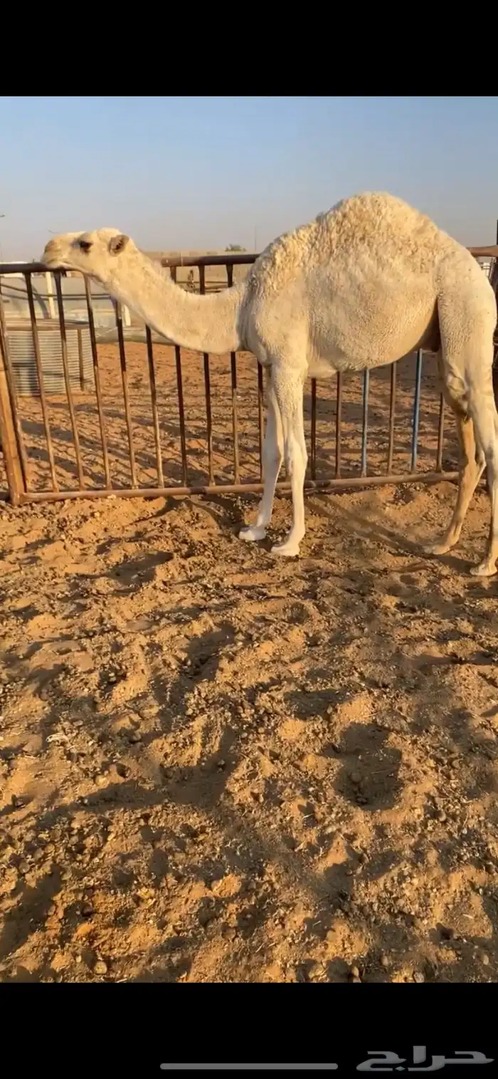 3 قعدان 2
