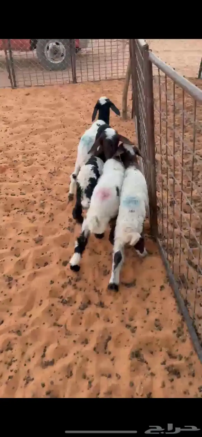 داوغير 0