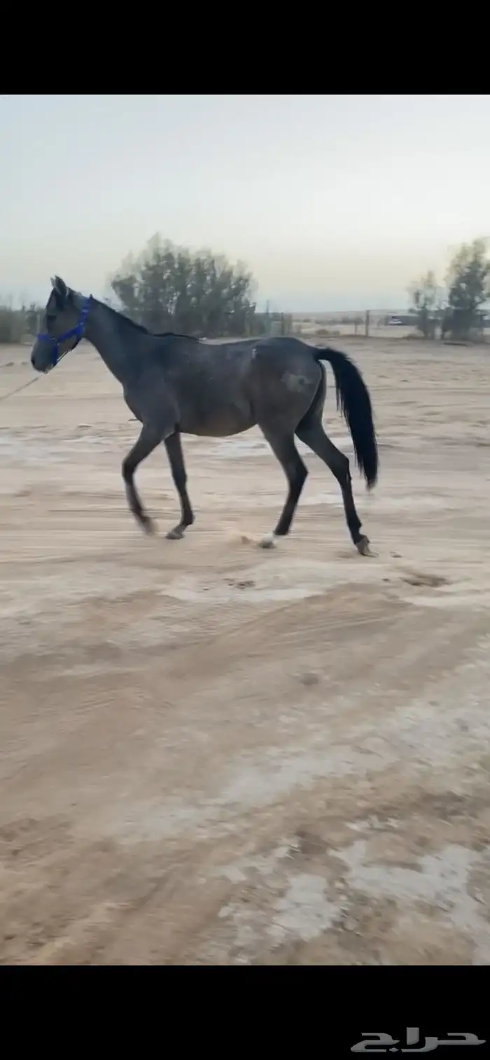 للبيع مهره شعبيه 0