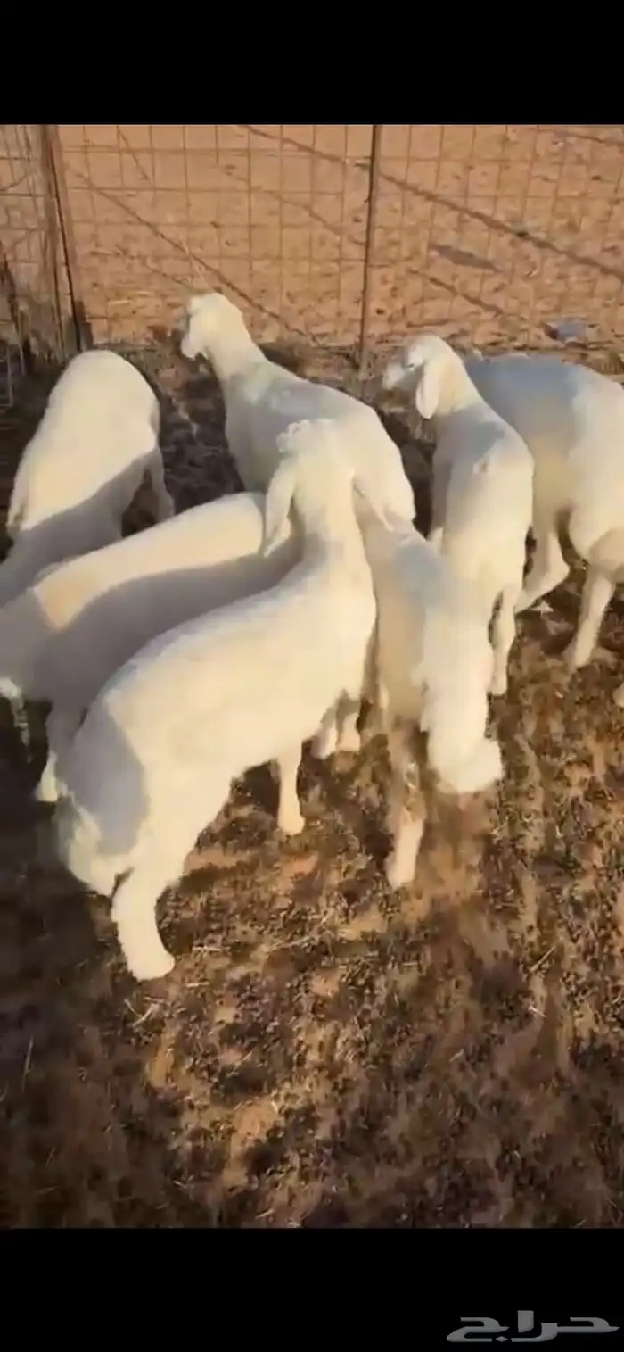 خرفان 1