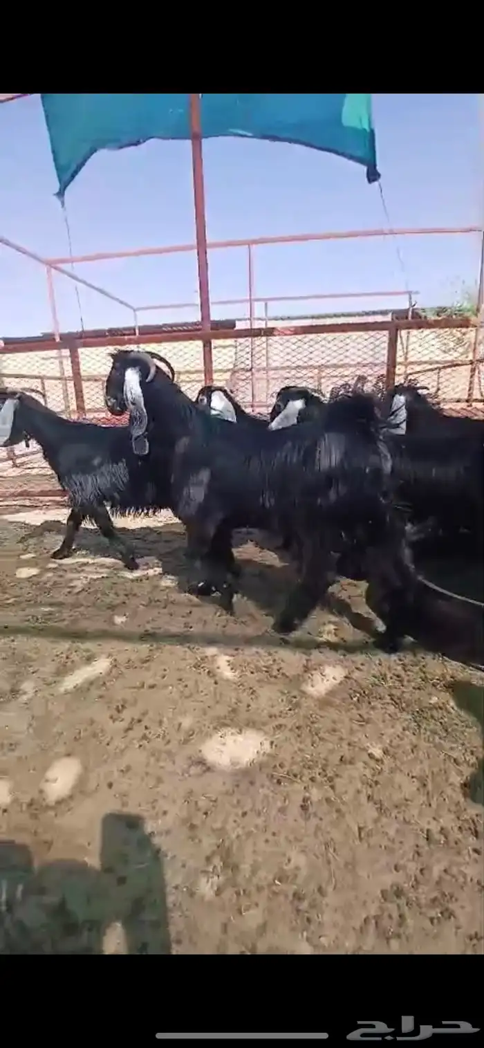 جفار للبيع 0