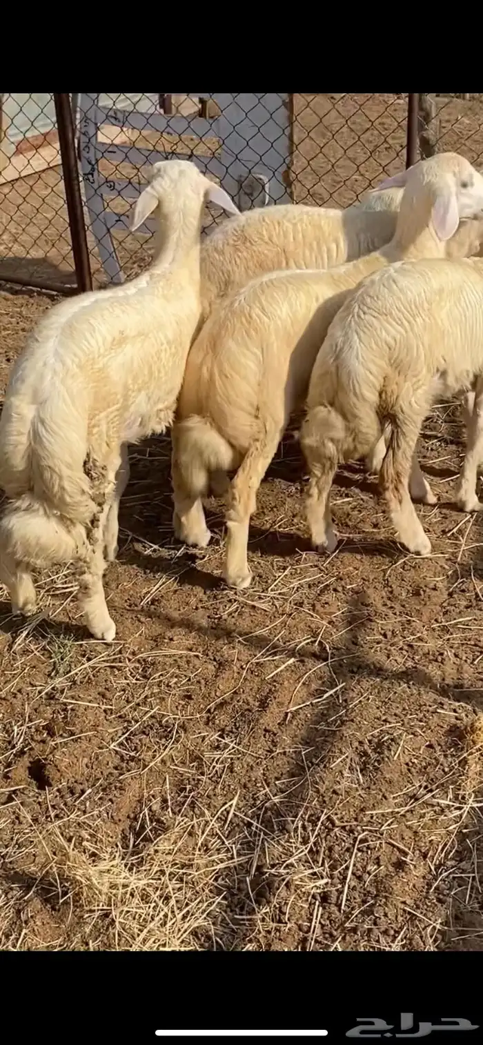 طليان ورخال 0