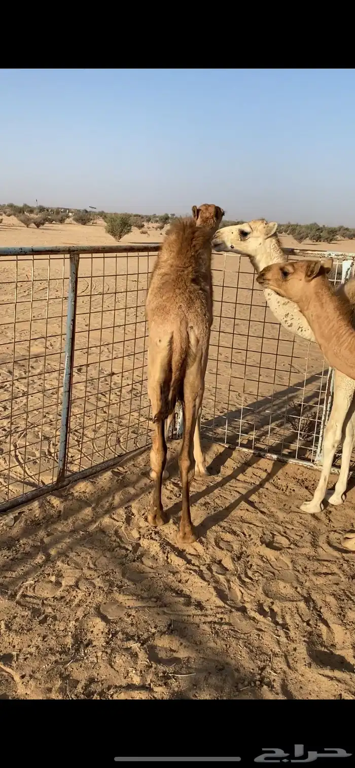قعدان حليب شرط ونضيفه عمرها 5 شهور 0