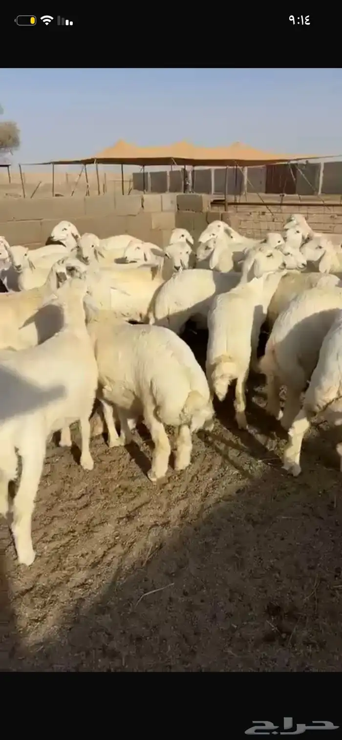 للبيع طليان العدد 42 0