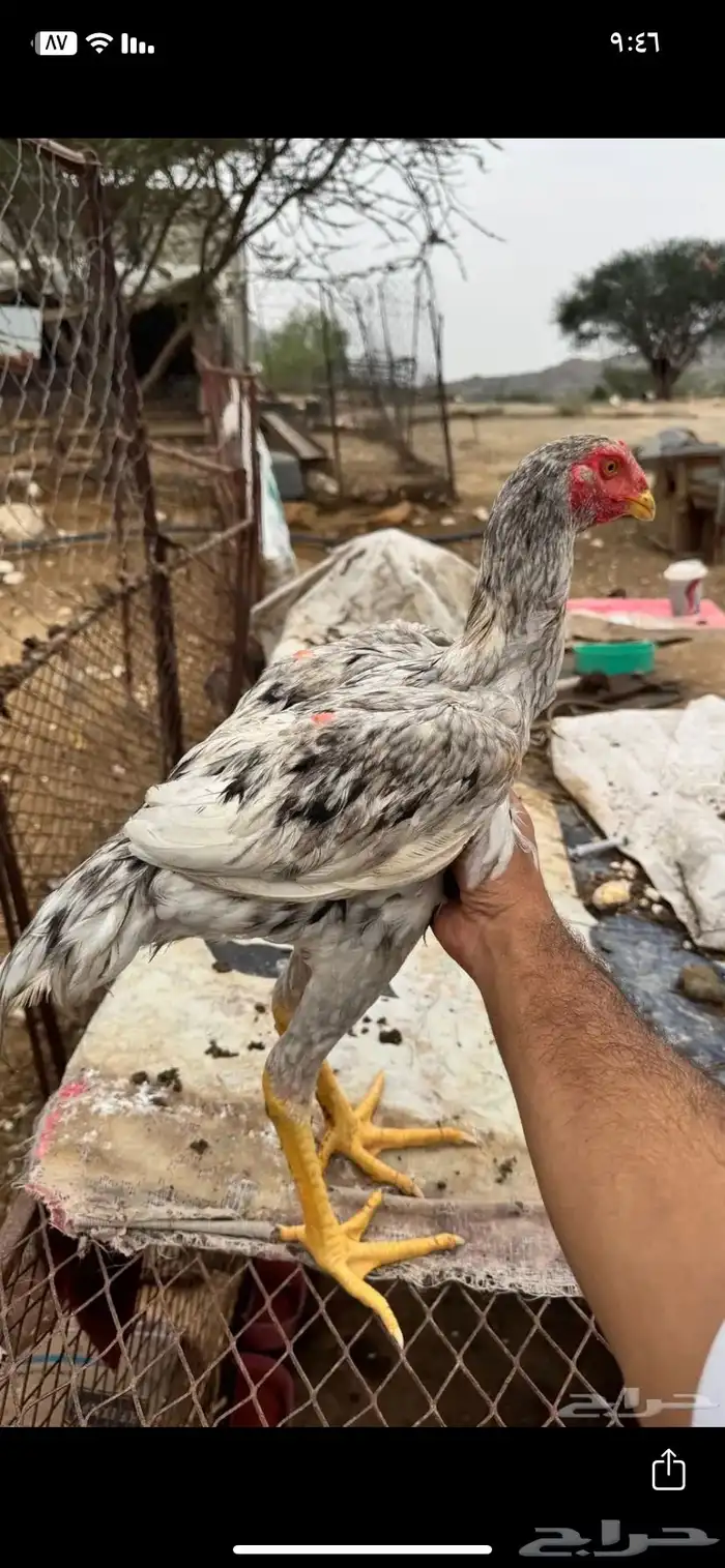 ديك شامو للبيع 6