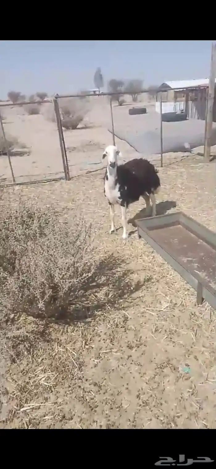 شاه نجديه حايل 0