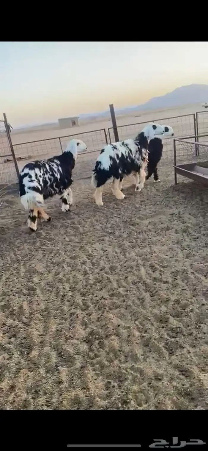 رخال مهجنات 1