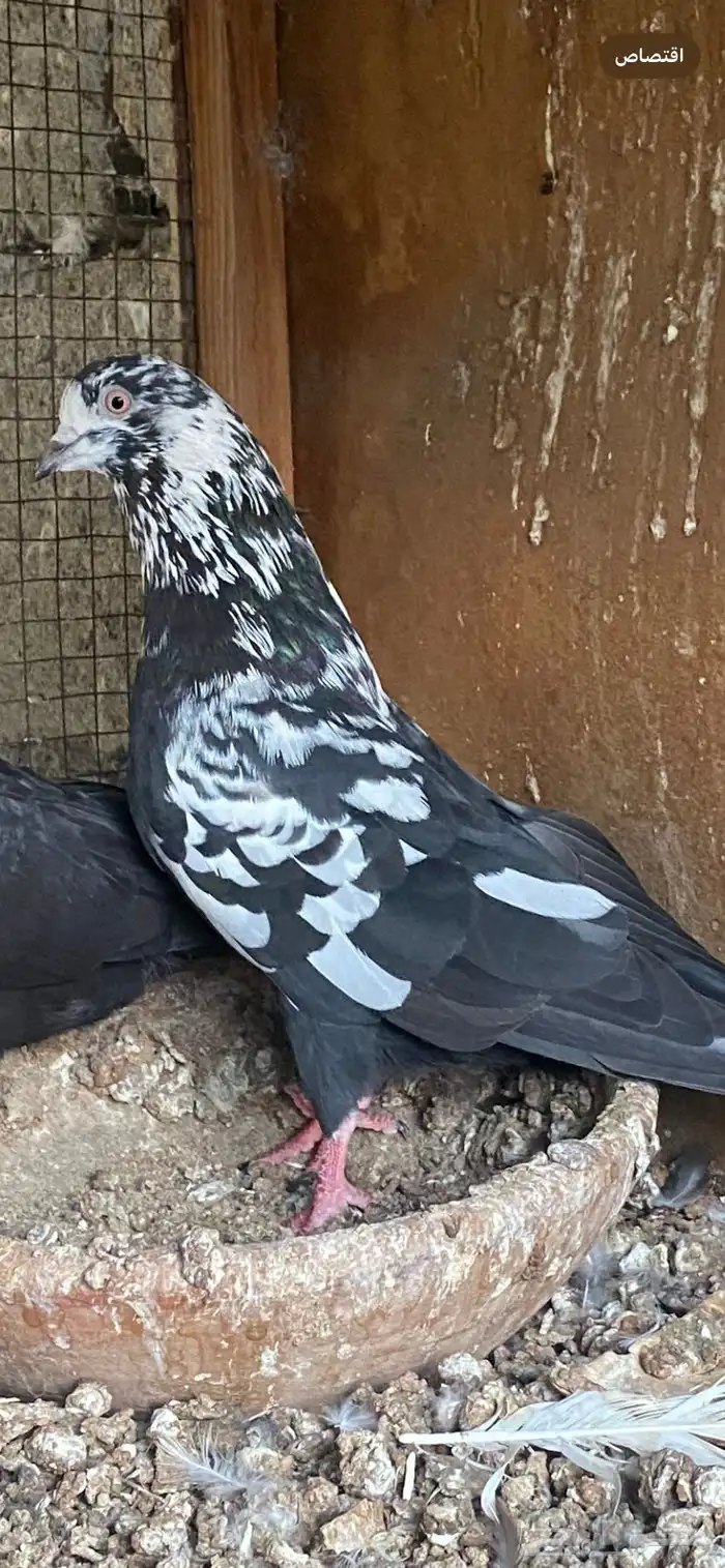 حمام قطيفي 3